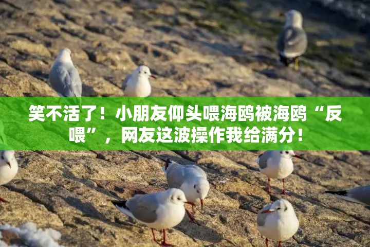 小朋友仰头喂海鸥被海鸥“反喂”