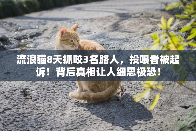 流浪猫8天抓咬3名路人，投喂者被起诉！背后真相让人细思极恐！