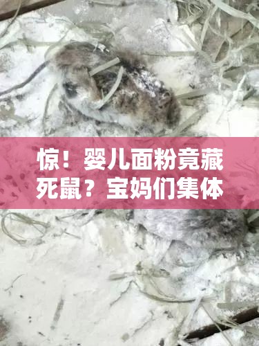 惊！婴儿面粉竟藏死鼠？宝妈们集体破防，食品安全再敲警钟！