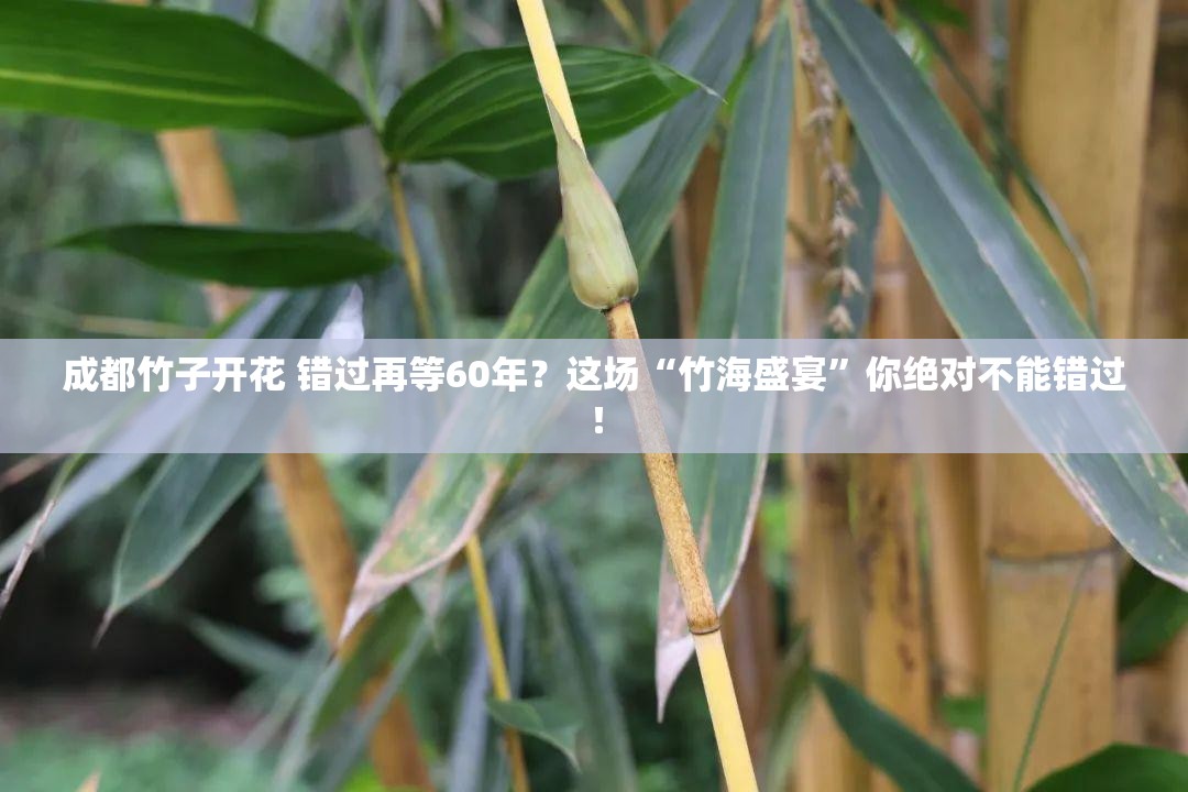 成都竹子开花 错过再等60年？这场“竹海盛宴”你绝对不能错过！